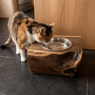 The Cat Bowl