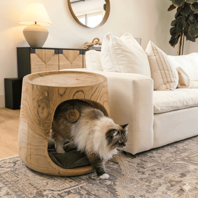 The Cat Lodge - Pounce