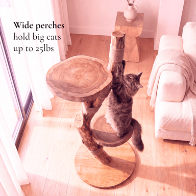 The Cat Tree - Pounce
