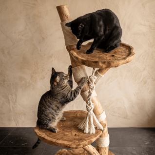 The Cat Tree