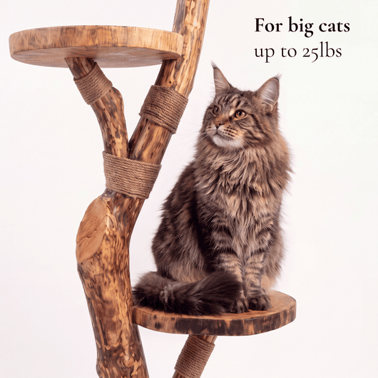 The Cat Tree - Pounce