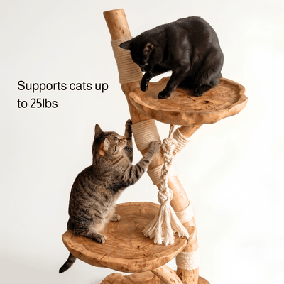 The Cat Tree - Pounce