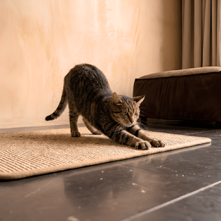 The Scratch Rug
